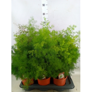 Asparagus umbellatus