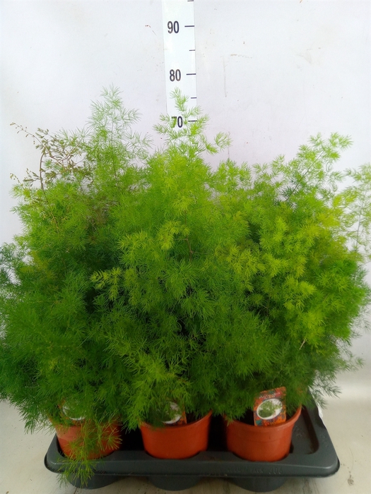 <h4>Asparagus umbellatus</h4>