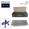 Iris Blue Magic Pre-Packed M