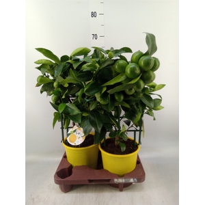 Citrus meyeri 'Meyer'