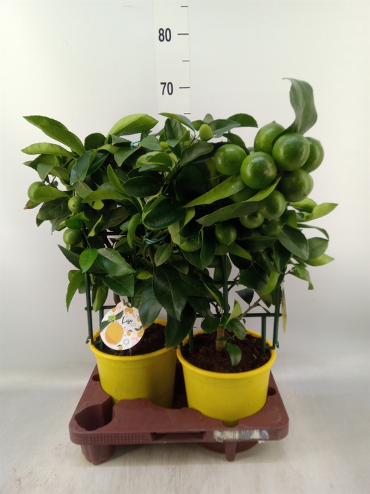 <h4>Citrus meyeri 'Meyer'</h4>