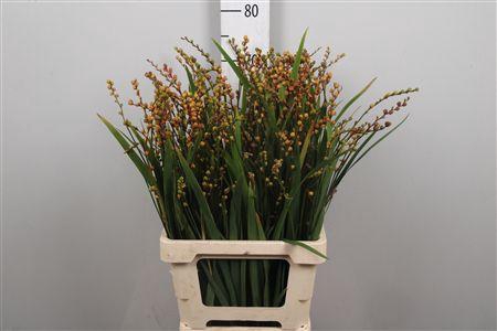 <h4>Crocosmia Bes Ov Fire King</h4>