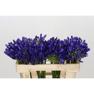 Agapanthus EYFORI Blue