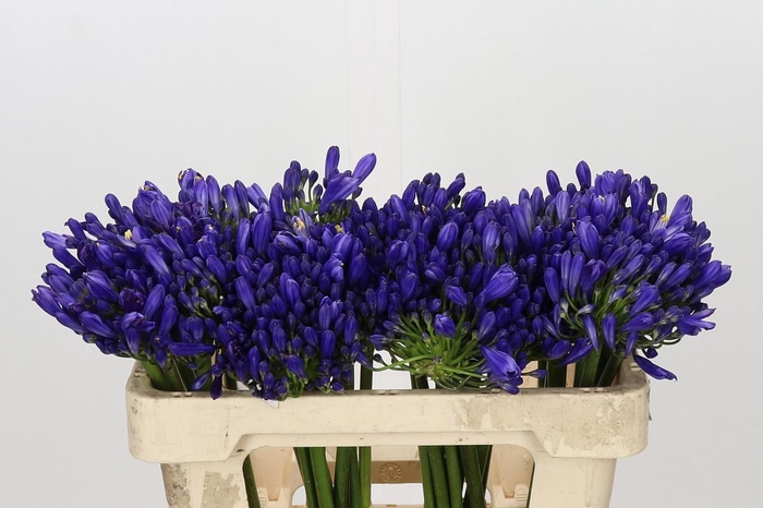 <h4>Agapanthus EYFORI Blue</h4>
