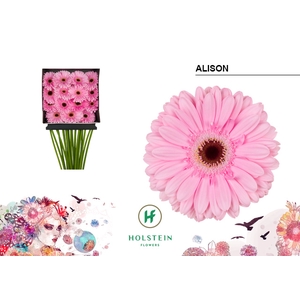 Gerbera Alison Diamond per kaart