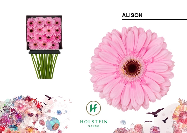 <h4>Gerbera Alison Diamond per kaart</h4>