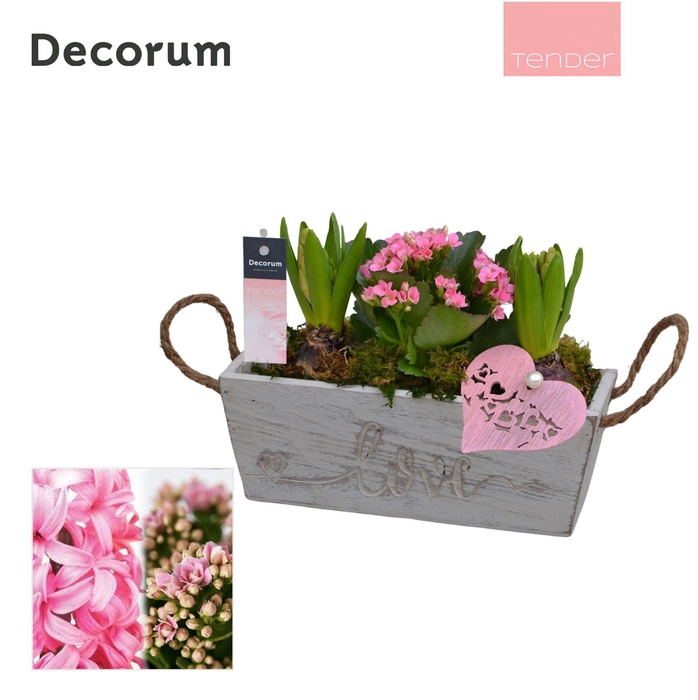 <h4>Calandiva & Hyacint Love & Timber HL25714PP [TENDER]</h4>