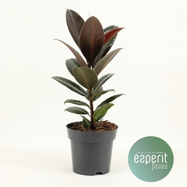 <h4>Ficus elastica Melany®</h4>