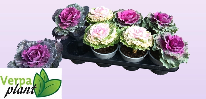 <h4>BRASSICA (SIERKOOL)</h4>