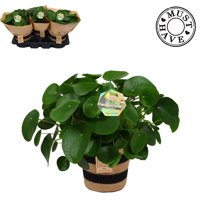 <h4>Pilea Peperomiodes in jutte mand ''must have''</h4>