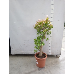 Crassula ovata 'Sunset'