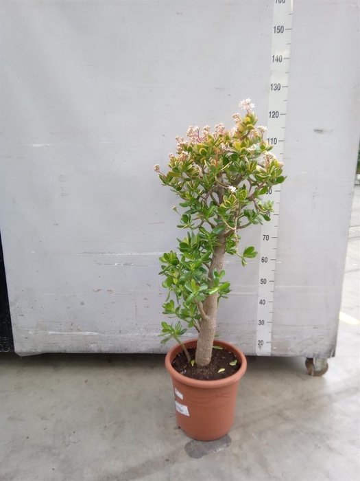 <h4>Crassula ovata 'Sunset'</h4>