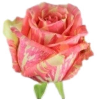<h4>R Gr Fiesta+ Bicolor 50cm EC</h4>