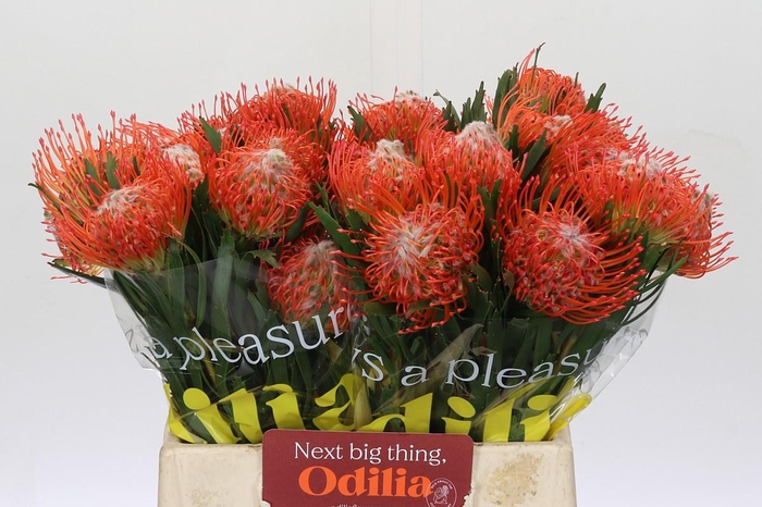 <h4>Nutans Tango</h4>