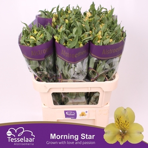 Alstroemeria morning star