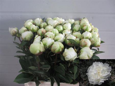 <h4>Paeo L Bright White New!!</h4>
