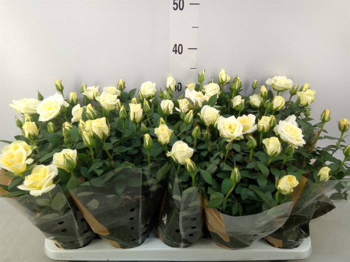 <h4>Rosa  'Pearl Kordana'</h4>
