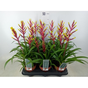 Guzmania  'Misty'