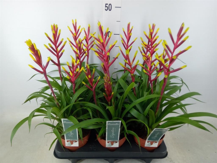 <h4>Guzmania  'Misty'</h4>