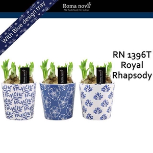 arr4 Narcis RN - Royal Rhapsody