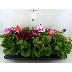 Pelargonium gran.   ..mix