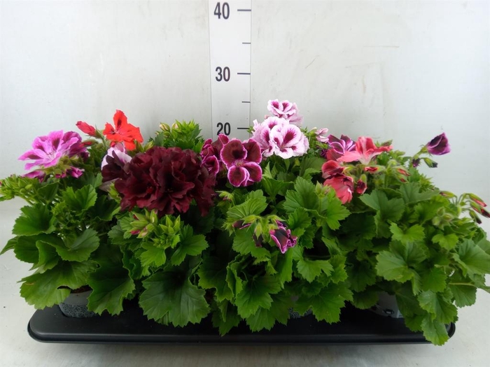 <h4>Pelargonium gran.   ..mix</h4>