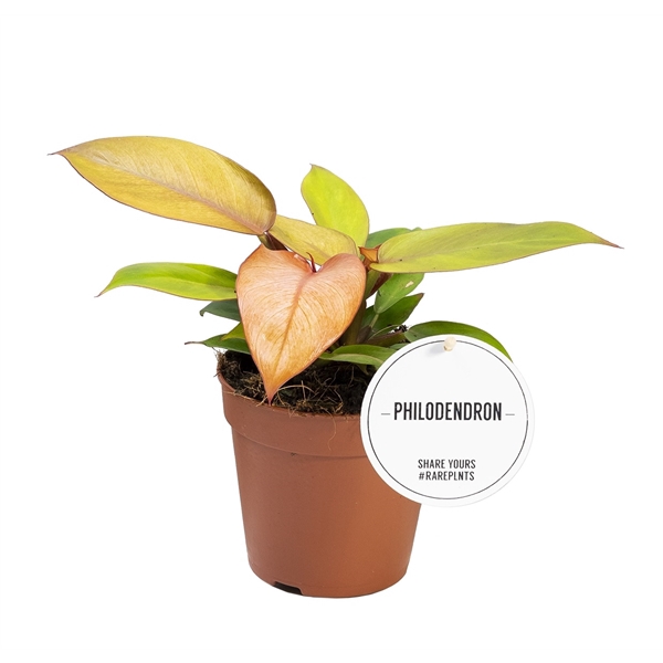 <h4>Philodendron Prince of Orange</h4>