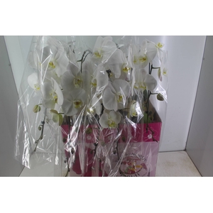 PHALAENOPSIS CASCATA P15 BRANCO MIN 11 FLS