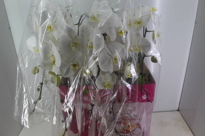 <h4>PHALAENOPSIS CASCATA P15 BRANCO MIN 11 FLS</h4>
