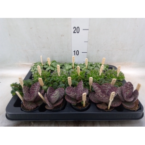 Planten  ..mix