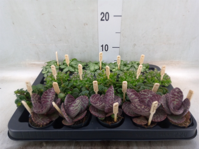 <h4>Planten  ..mix</h4>