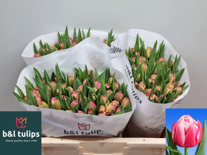 <h4>TU DU COLUMBUS</h4>