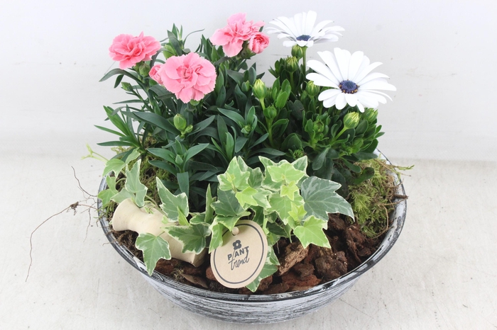 <h4>arr4 Outdoor PL - Zink antiek L</h4>