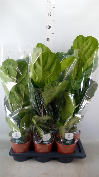 <h4>Ficus lyrata</h4>