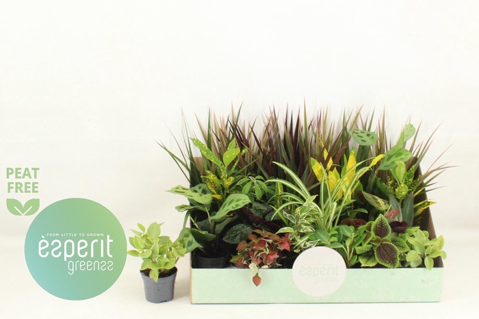 <h4>KAMERPL GEM OV</h4>