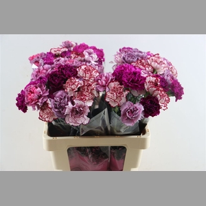 Di St Mix Purple