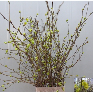 CORYLOPSIS S CYNTHIA