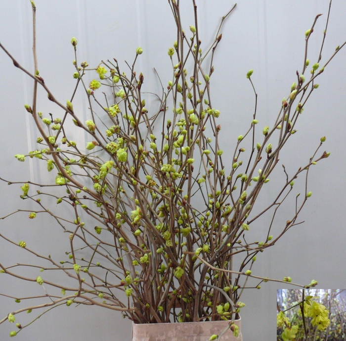 <h4>CORYLOPSIS S CYNTHIA</h4>