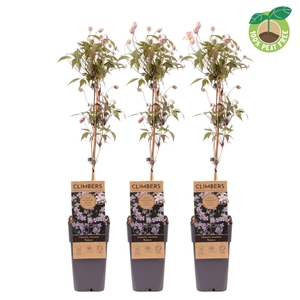 Clematis var. rubens