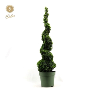 Buxus semp. Spiral 90cm