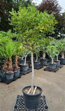 <h4>Ceratonia Siliqua Op Stam P55 H220 Nr B</h4>