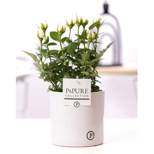 Rosa white in P&PURE Essential ceramics white