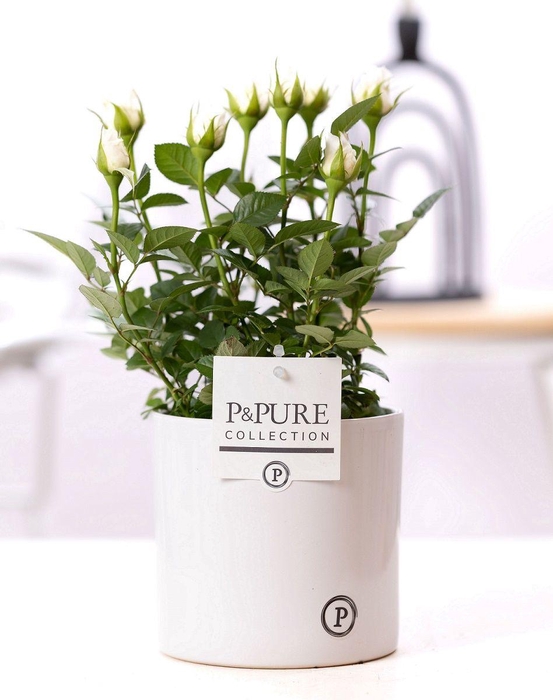 <h4>Rosa white in P&PURE Essential ceramics white</h4>