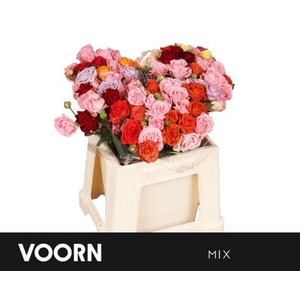 Rosa spray mix voorn