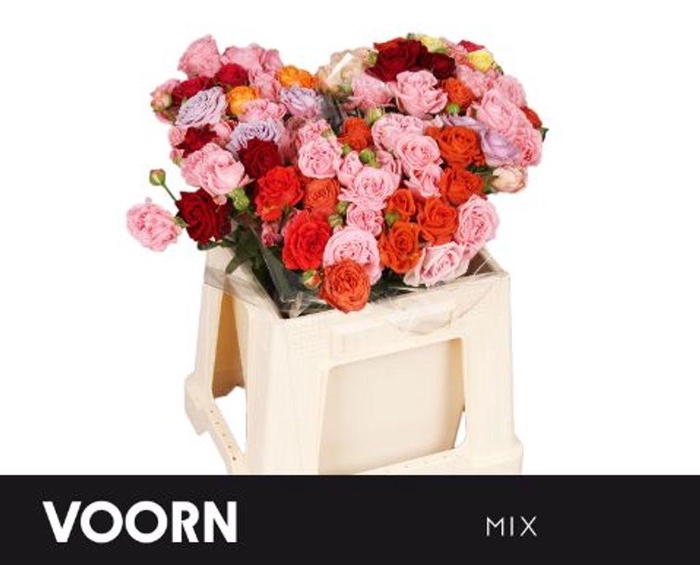<h4>Rosa spray mix voorn</h4>