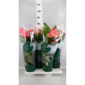 Anthurium andr. 'Colorado'