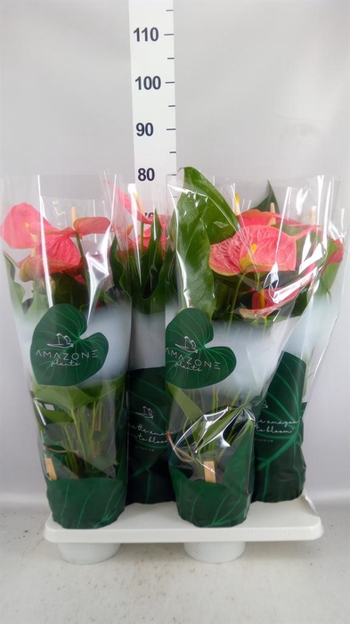 <h4>Anthurium andr. 'Colorado'</h4>