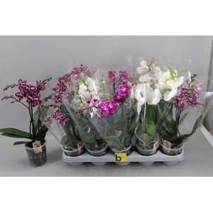 Phal Gem