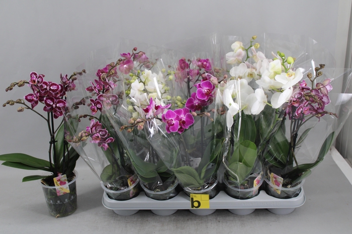 <h4>Phal Gem</h4>