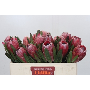 Protea Pink Ice